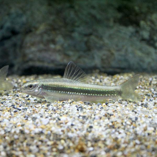 コヒガイ PARVUS